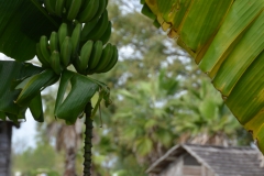 Bananas and tangerines abound.